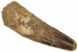 Fossil Spinosaurus Tooth - Real Dinosaur Tooth #305826-1